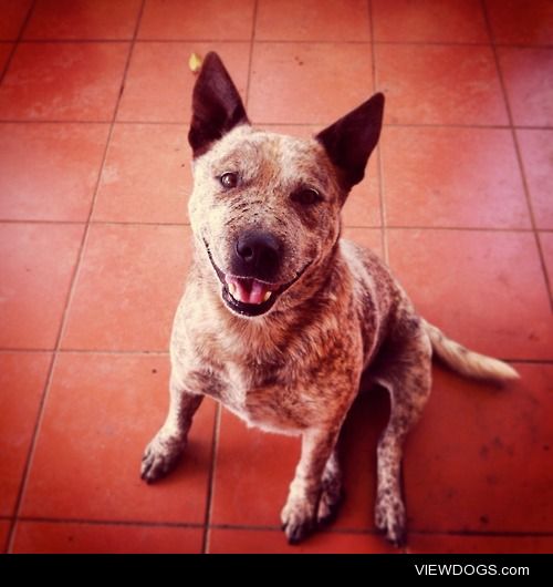 This handsome little man is Diesel, staffy x Australian Cattle…