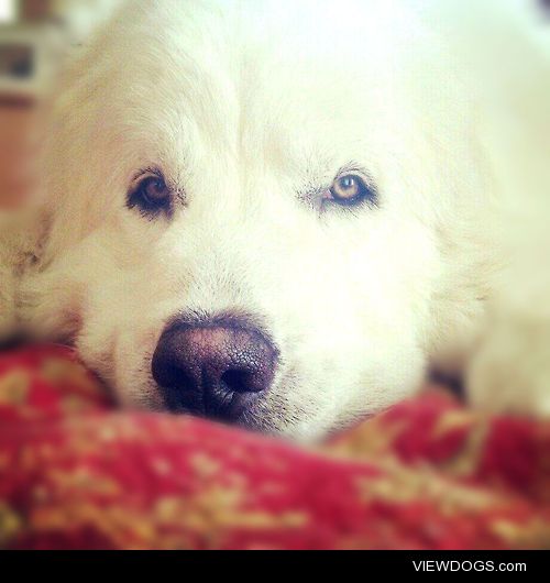 Casper, the  Great Pyrenees.