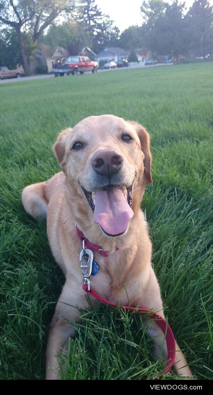 Clover at the park!