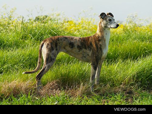 This is my Lurcher Star out on a walk enjoying the sun! Meet the…