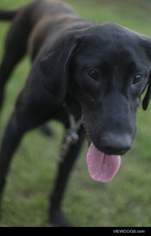 Sharpie, a black lab pup, who loves to play fetch with his toy…