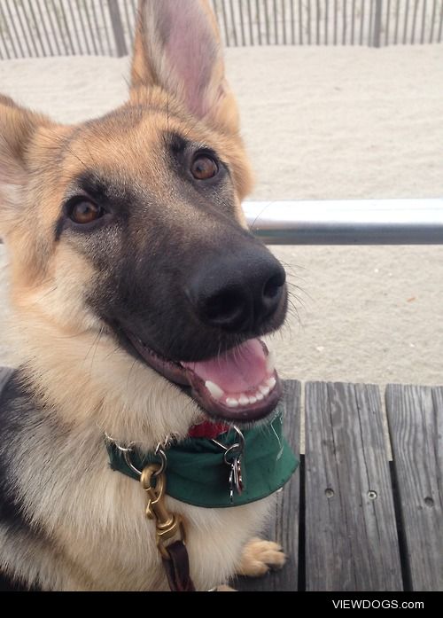 This is my Quenna, a 6 month old German shepherd. She is…