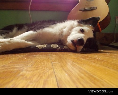 This is my border collie Noodle. He is the cutest dog and my…
