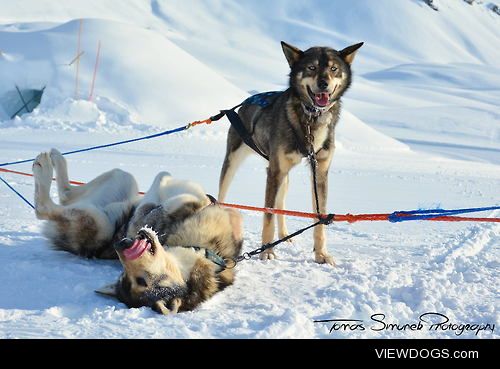 Dogies / /Tomáš Šimůnek