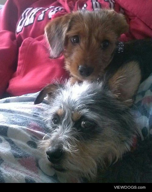 Buddha (6 month old dachshund/yorkie mix) and Buckeye (3 year…