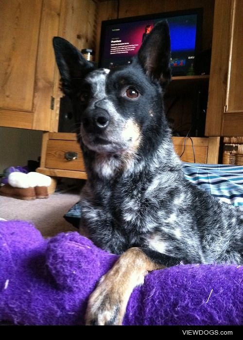 Sydney, Australian Cattle dog, eight years old. Her favorite…