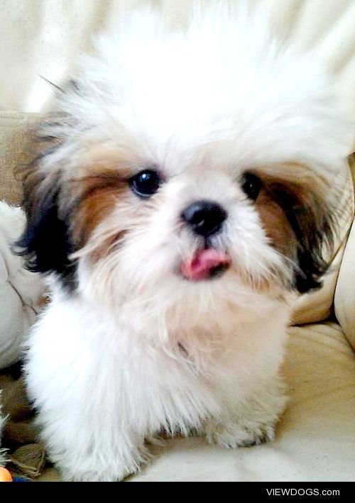 #Handsomedogs His name is Prince. A shihtzu dog. 