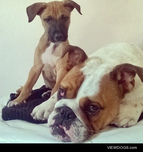 Charlie & Cole (English bulldog & Malinois/Collie mix)