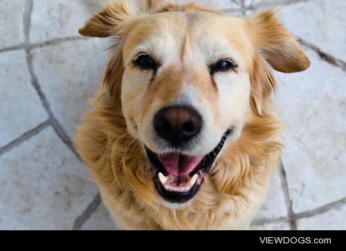 egnesz:

The happiest dog ever. :)