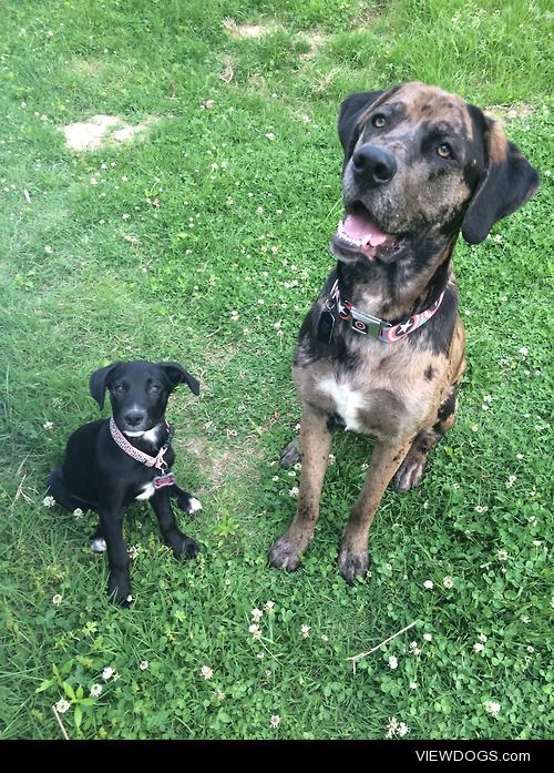 Diesel and his new baby sister, Stella. Our 14 week lab/pitbull…