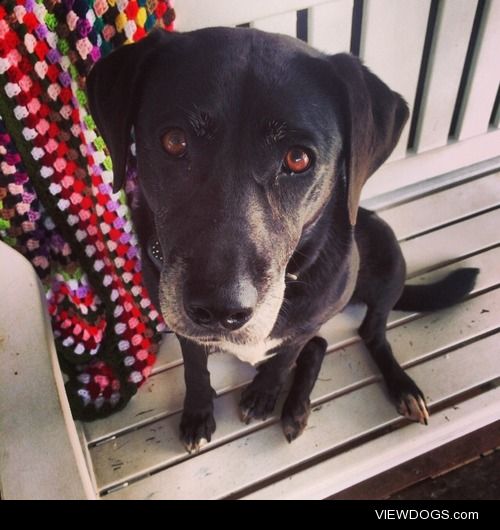 Coco is a 6 year old lab/kelpie who still thinks she is a puppy!…