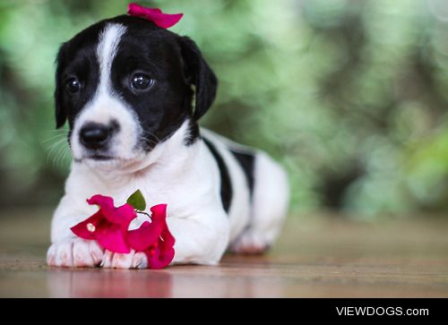 A picture I took for a friend of her Jack Russell puppies.  