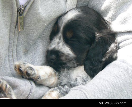 My cocker spaniel, Milly. She smiles in her sleep.