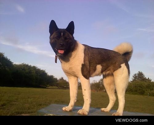 American Akita… my girl Dharma, 8 month old puppy and love of my…