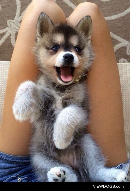 lolcuteanimals:

Cute happy husky puppy.