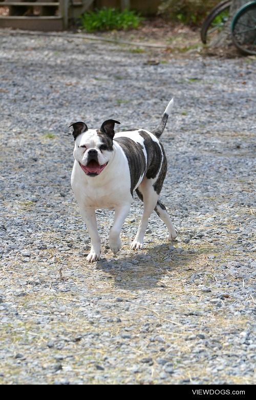 I’d like to submit my gorgeous Johnson American Bulldog, Libby….