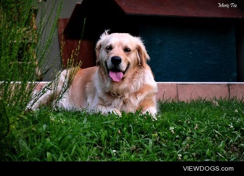 This is Daisy. The love of my life. Golden Retriever.
She likes…