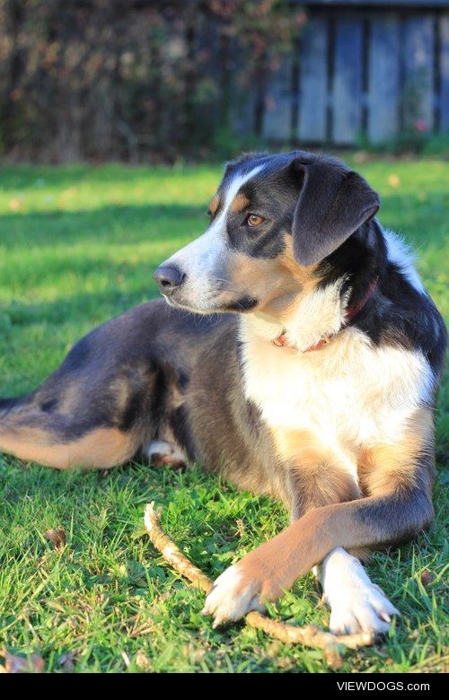 My incredible dog Casey! A border collie x huntaway, full of…