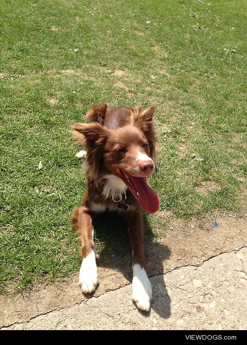 This is Arizona, my friend’s border collie/mini aussie cross!