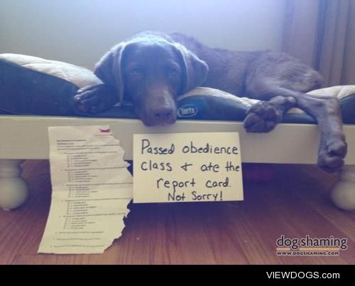 Passed Obedience Class?

Falcon passed obedience class but tore…