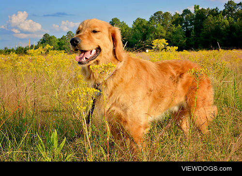 “And so with the sunshine and the great bursts of leaves growing…