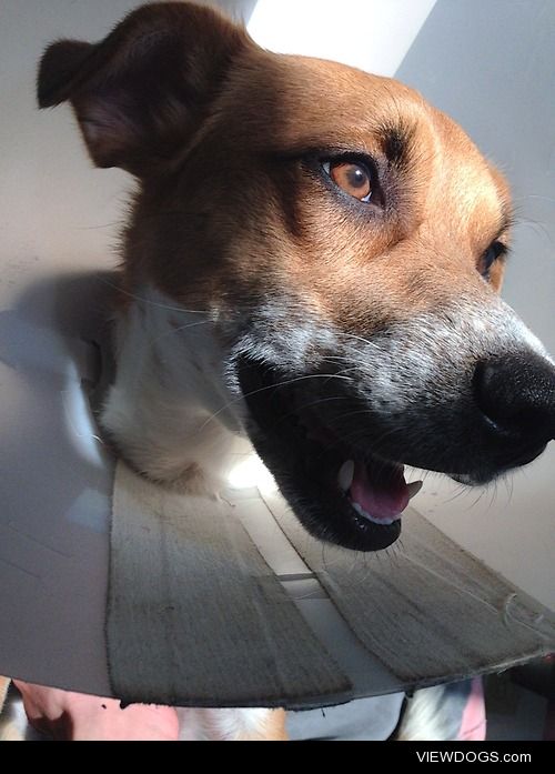 My 2 year old collie/beagle mix, working her cone of shame 