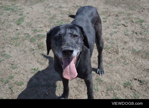 Hi my name is Abby and I’m a 10 year old black lab. My favorite…