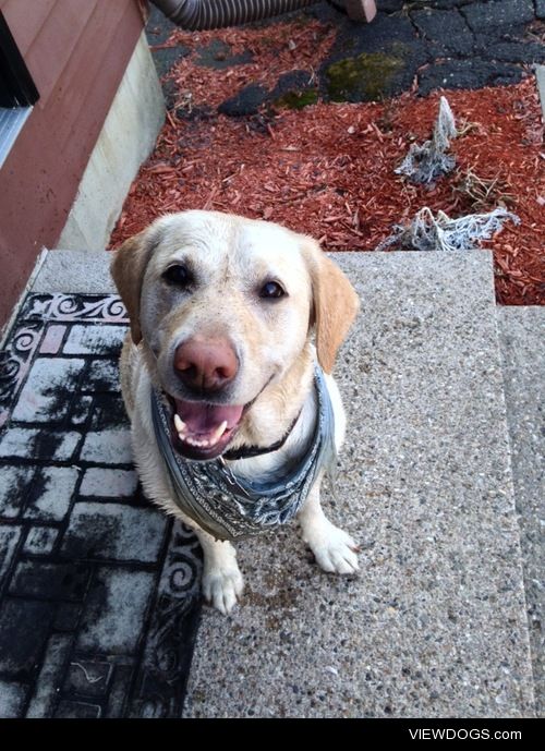 This is Luna, my purebred Lab baby who loves a good rolling in…