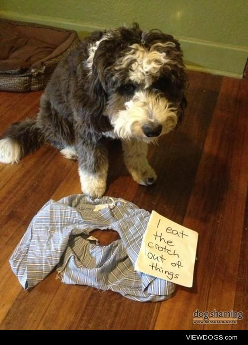Shorts attention span

“I eat the crotch out of things”, like…