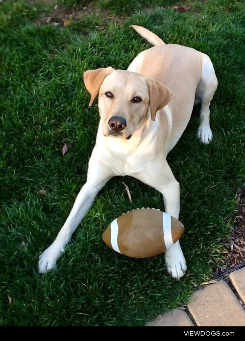 Murphy the Labrador enjoying his favorite game on a perfect…
