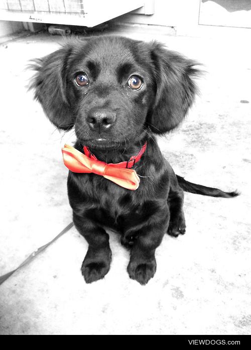 Buster, the 4 month old lab/dachshund mix, look as dashing as…