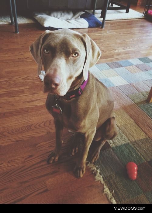 This  beautiful girl is Bailey. She’s a Weimaraner and almost 2…