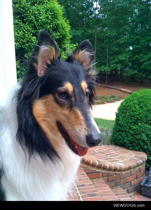 Annabelle, a beautiful nine-year-old tricolor Collie enjoying…