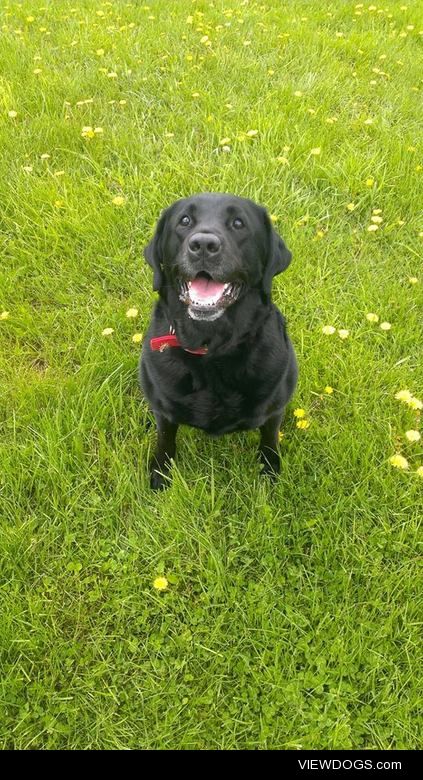 Beau is my 7 year old purebred lab! He’s been my best bud since…