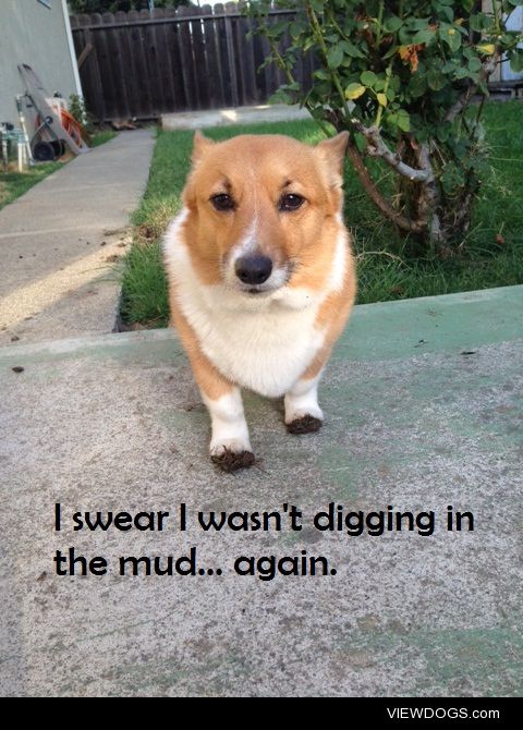 Gone Mudding

Our Corgi, Lola, got caught digging in the mud,…