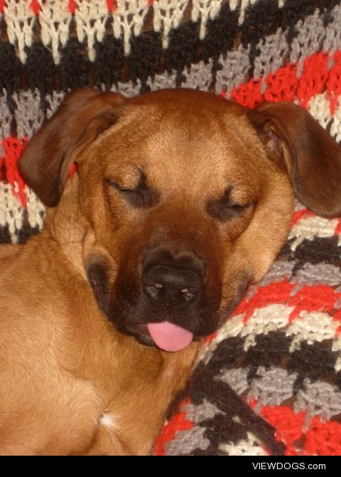 My dog Samsun when he was littler, he’s a dork. :p