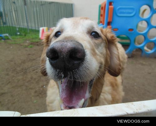 This is Ben, he’s a very playful 10 year old Golden Retriever…