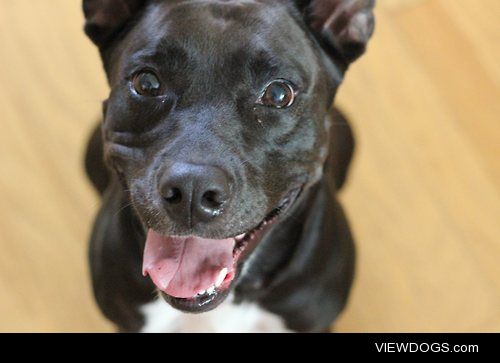 2 year old pound rescue Sophie is all smiles, always. 