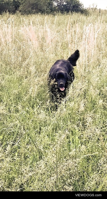 Newfie black isn’t the best camoflage, but Maya certainly tries….