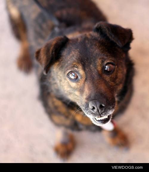 Truffles, rescued jindo mix