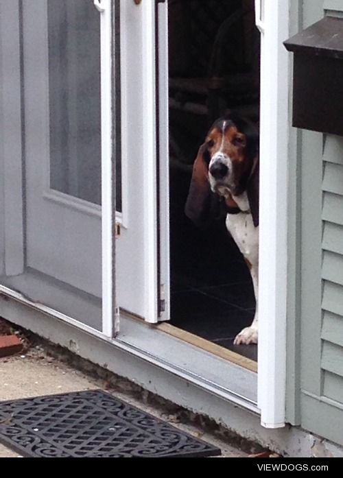 Leo waits patiently for his daily treat from the mail man.