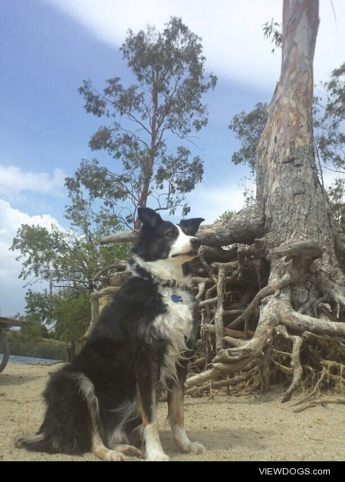 This is my Border Collie, Oliver. He’s a smart and attention…