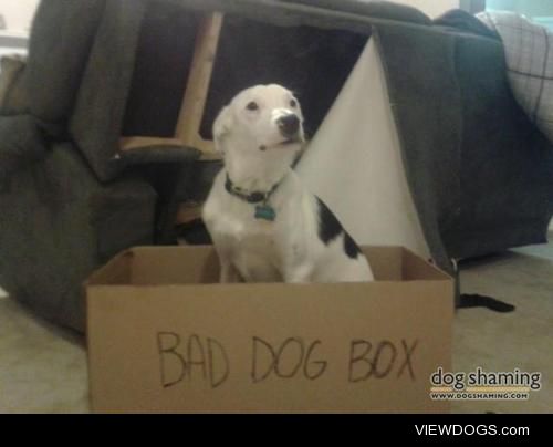Dog Goes Into Box of Shame

Came home to this after we just got…