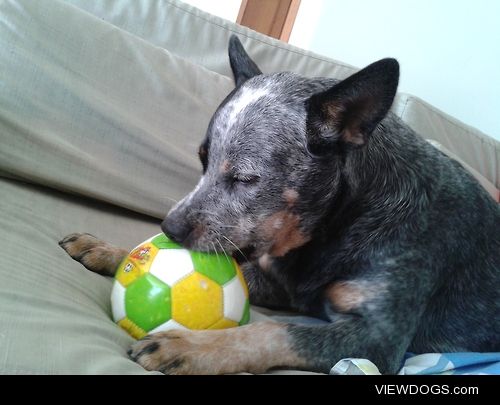 “Guri” preparing for the World Cup. Hunger Ball.