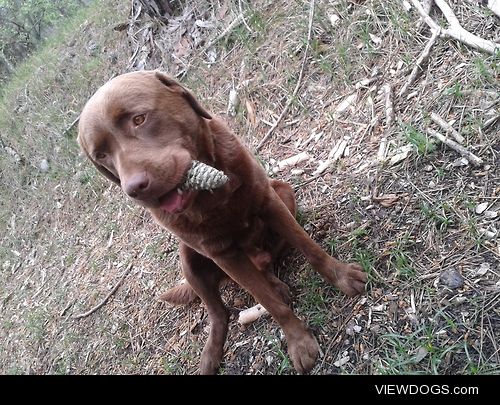 having fun in the woods 