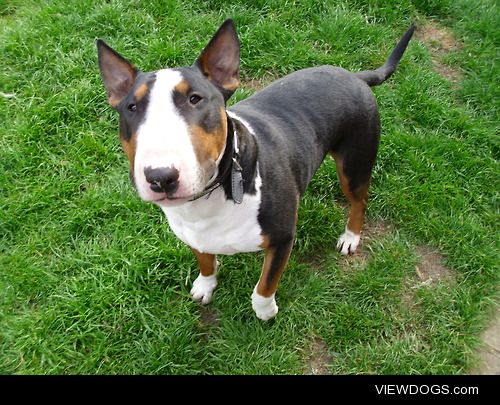 This is Billy, our tri English Bull Terrier