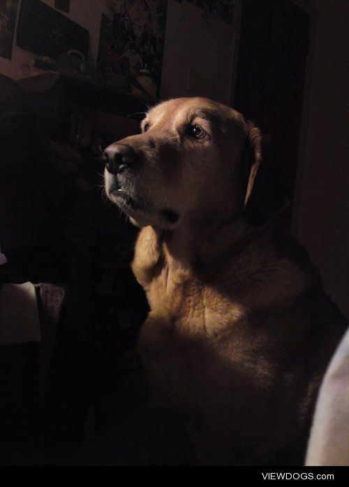 My Labrador/golden retriever, deep in thought.