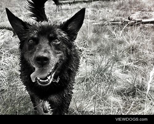 This is Lucy. She is a 9 yr old mutt that loves the mountains!