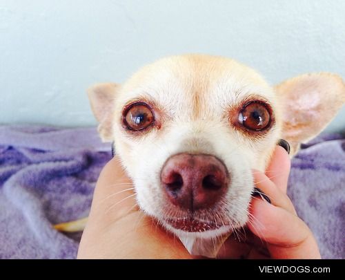 this is Rocky a chihuahua and he loves looking at the camera