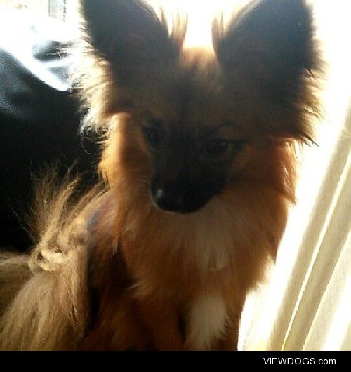 Sir Alex Ferguson, 1 year old pomeranian bouncing ball of…